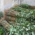 李子树苗50~100cm脆红李树苗欢迎选购