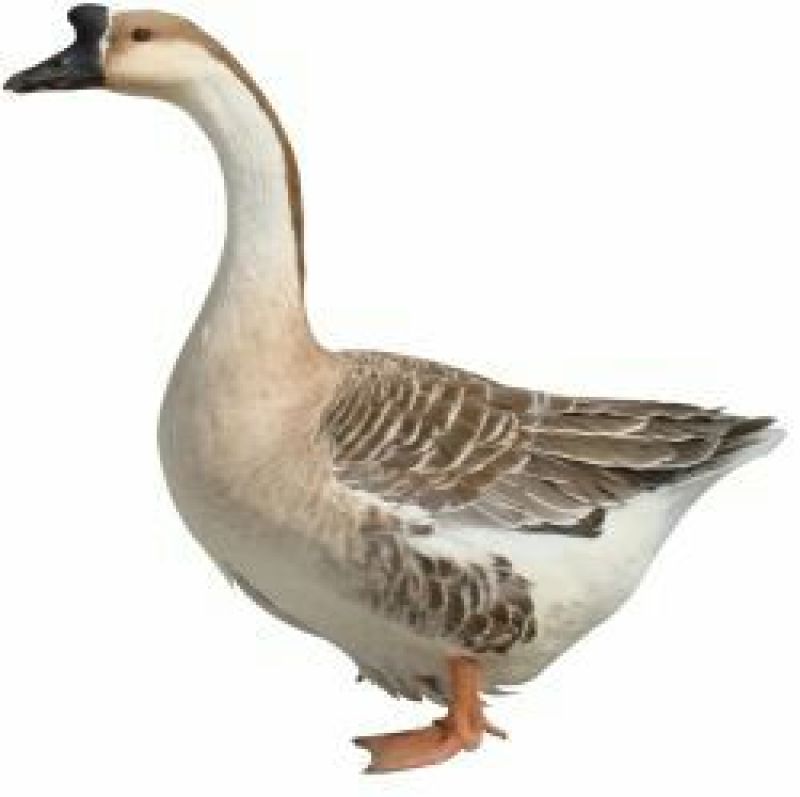 鹅肉鹅10~12斤
