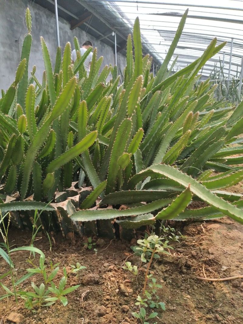 火龙果苗红心红肉白心火龙果苗，现起现发，保湿发货