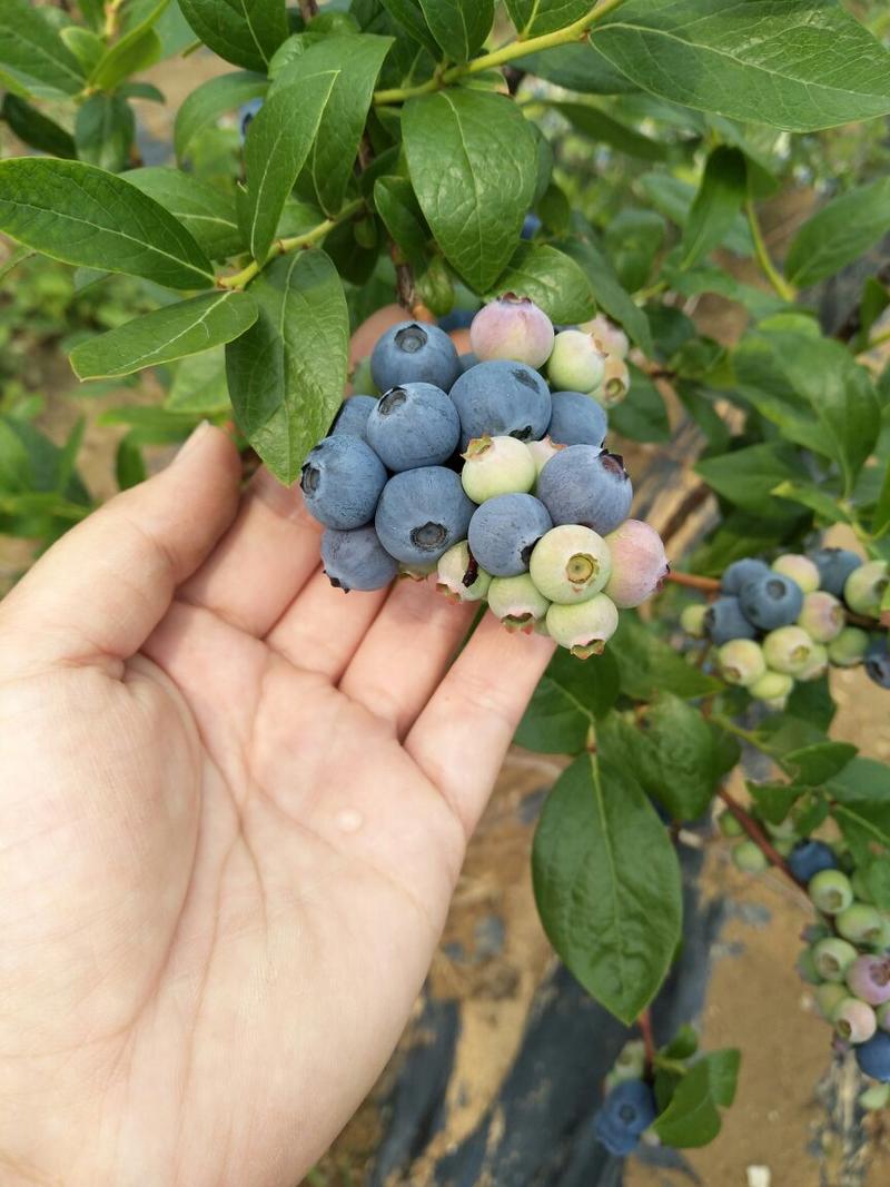 蓝莓苗2-6年苗技术指导南北方适宜，现起现发保湿邮寄