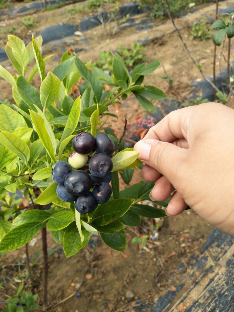 蓝莓苗2-6年苗技术指导南北方适宜，现起现发保湿邮寄