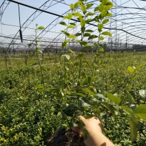 蓝莓苗2-6年苗技术指导南北方适宜，现起现发保湿邮寄
