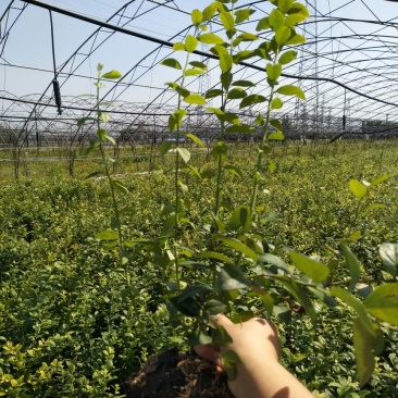 蓝莓苗2-6年苗技术指导南北方适宜，现起现发保湿邮寄