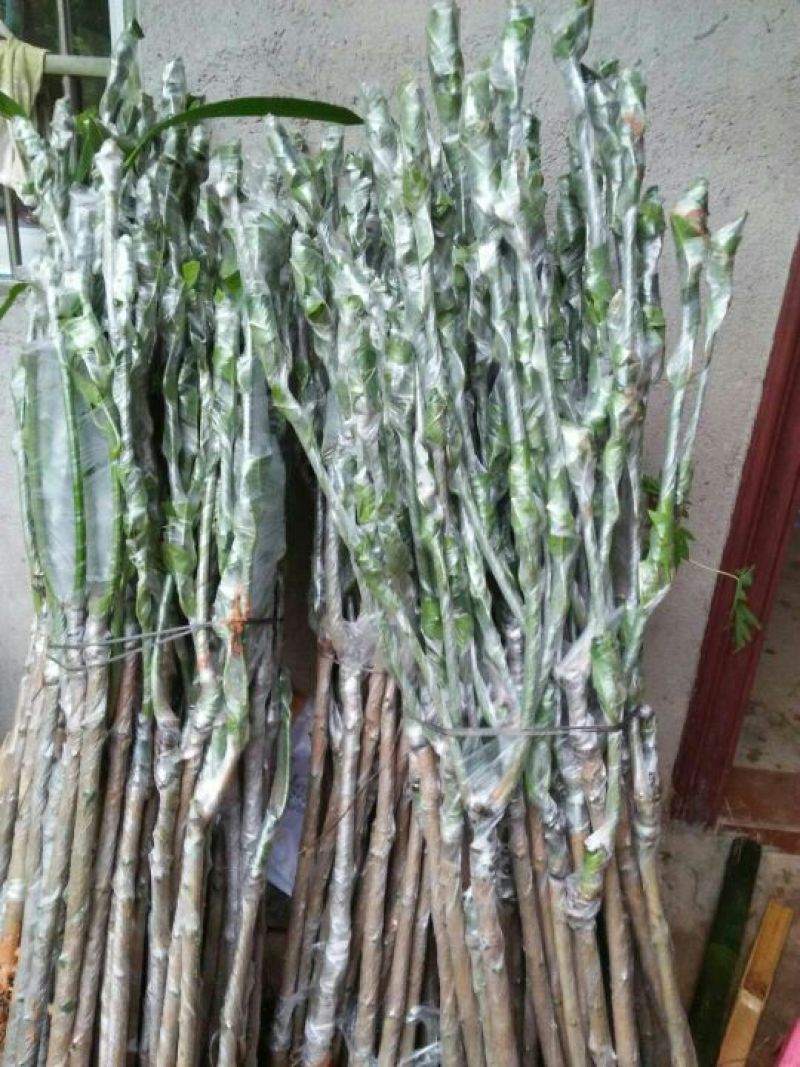 芒果苗金煌，四季，红贵妃，桂七，台农澳洲芒果苗