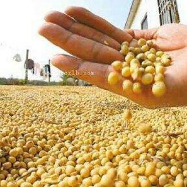 大豆中等