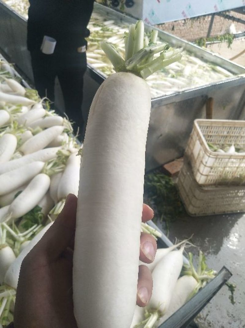 精品白萝卜，市场一年四季大量供货，产地直销