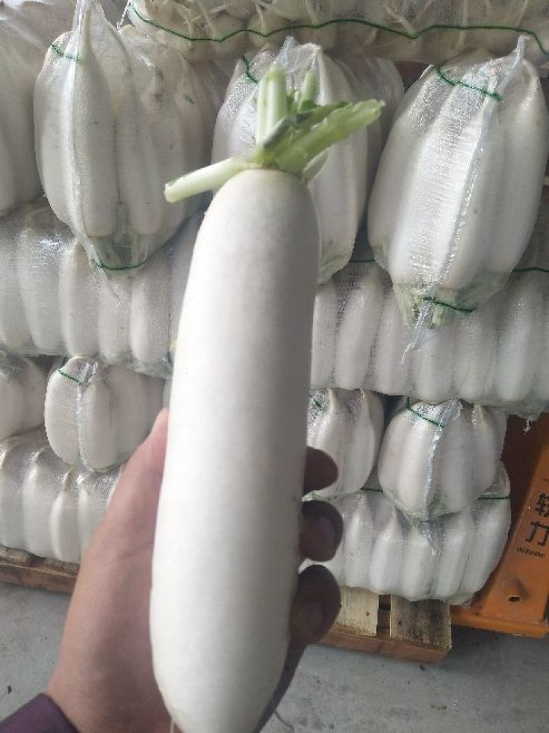 精品白萝卜，市场一年四季大量供货，产地直销