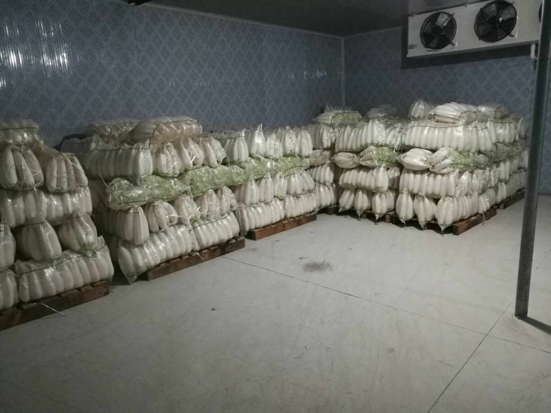 精品白萝卜，市场一年四季大量供货，产地直销