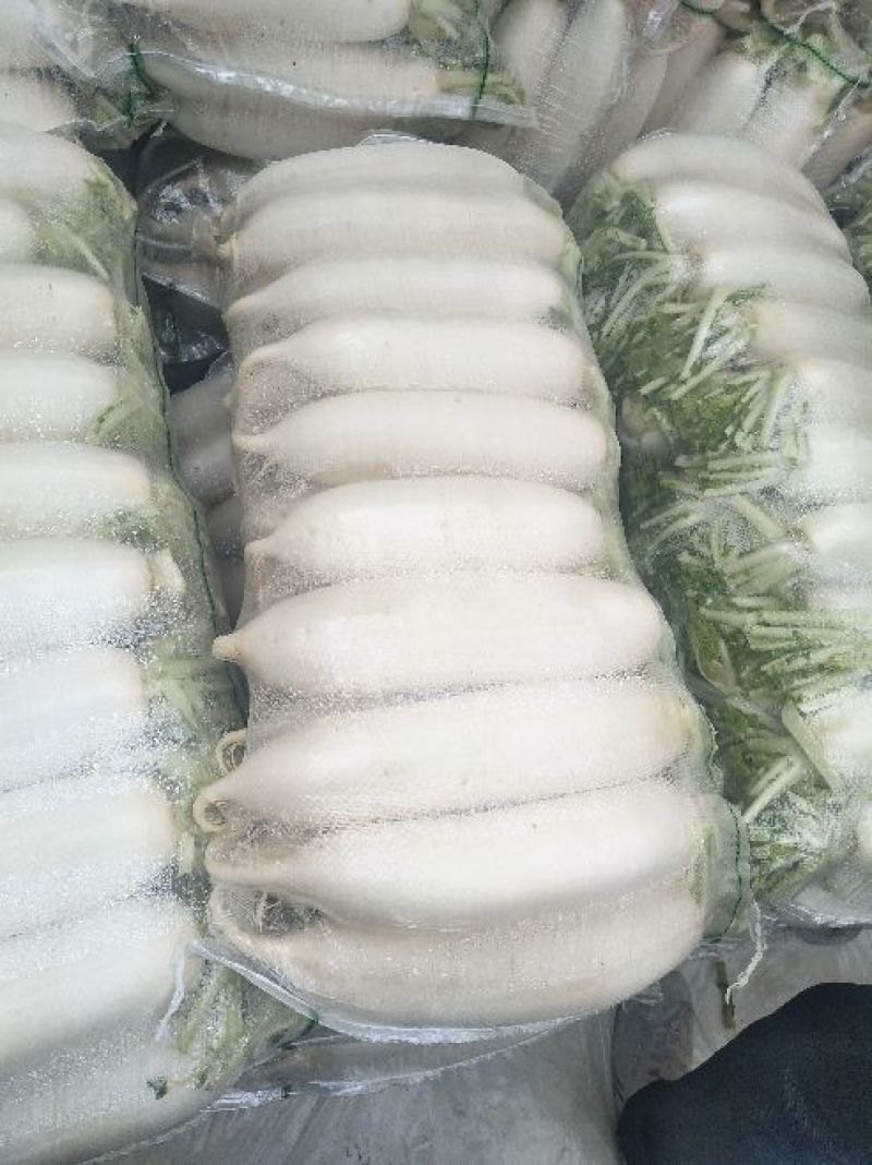 精品白萝卜，市场一年四季大量供货，产地直销
