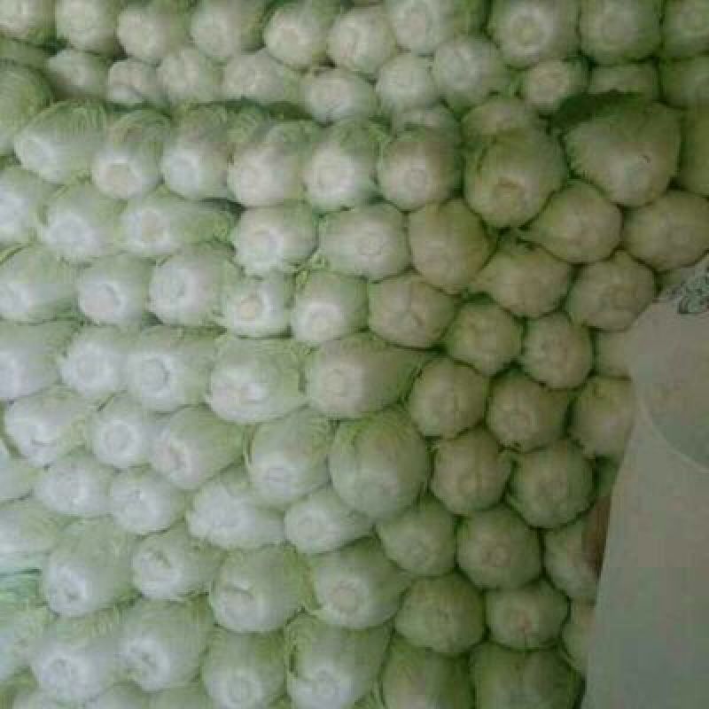 精品夏阳白菜量大从优品质保证产地直发欢迎联系