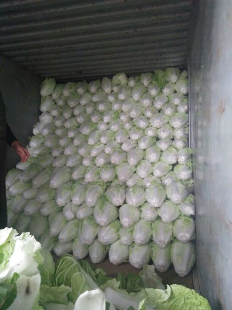 精品夏阳白菜量大从优品质保证产地直发欢迎联系