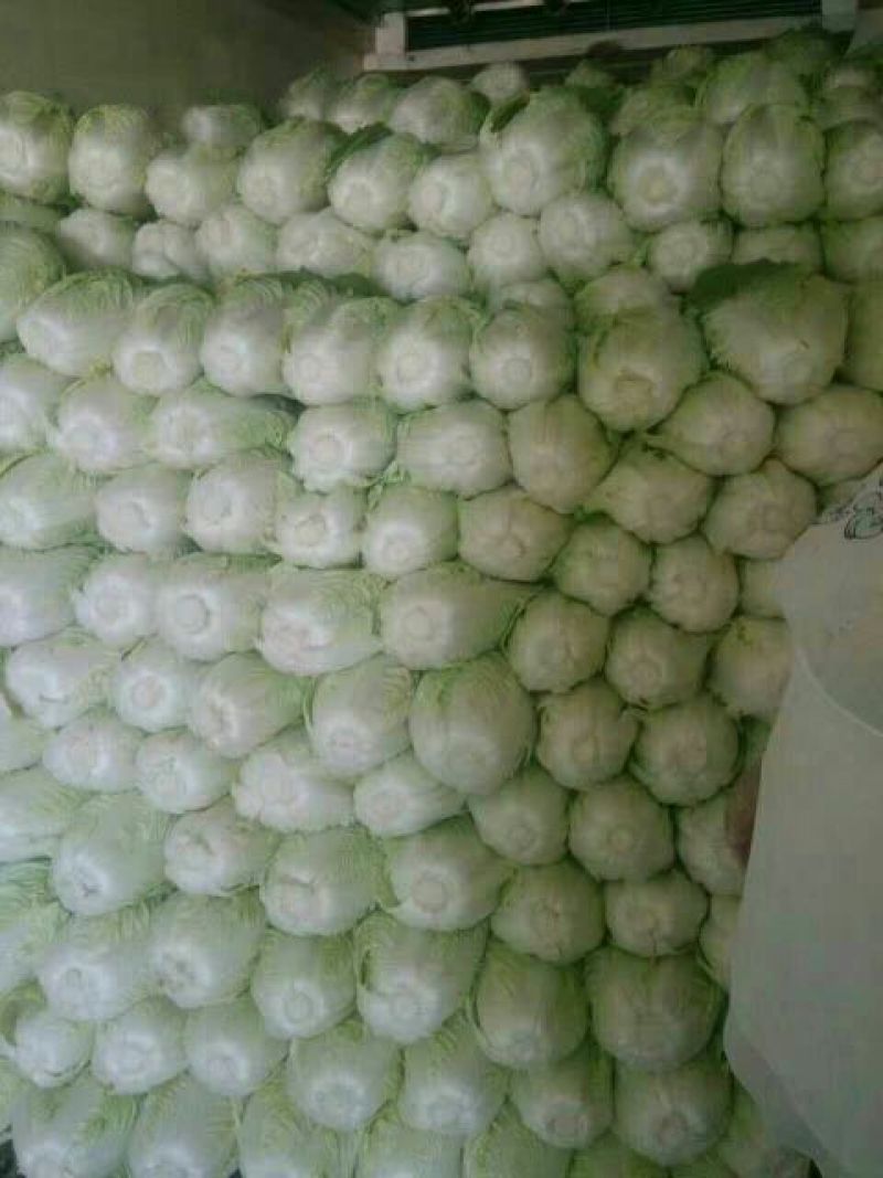 精品夏阳白菜量大从优品质保证产地直发欢迎联系