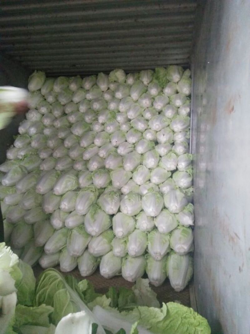 精品夏阳白菜量大从优品质保证产地直发欢迎联系