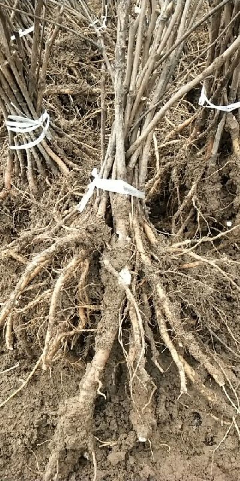 油牡丹苗10cm以下1-5年苗