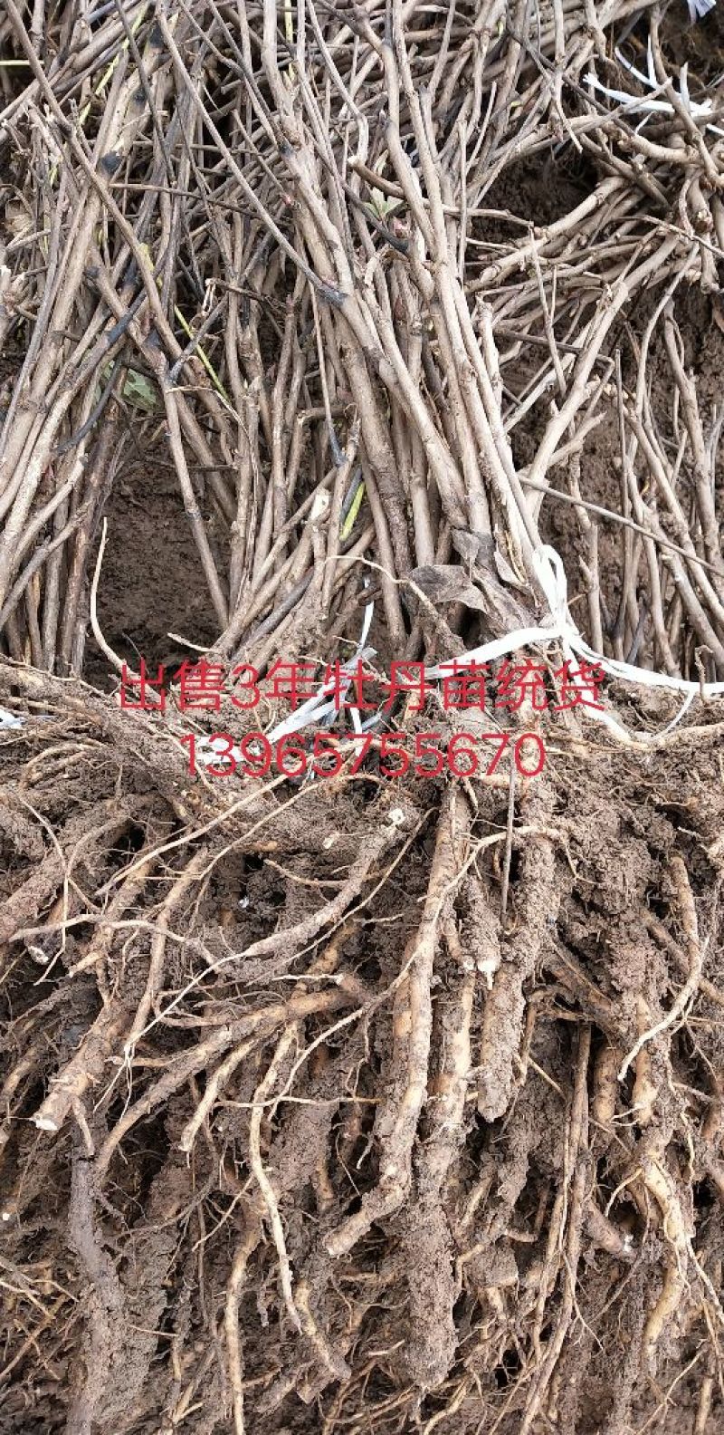 油牡丹苗10cm以下1-5年苗