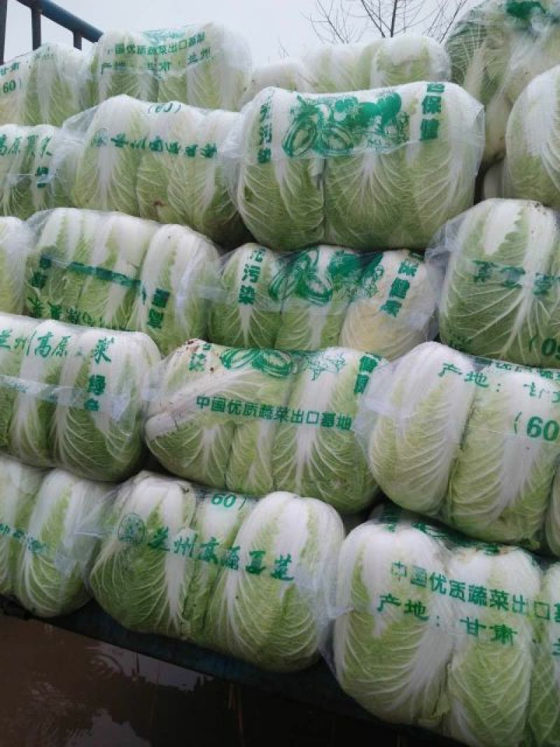 甘蓝中甘21甘蓝0.5~1公斤精品