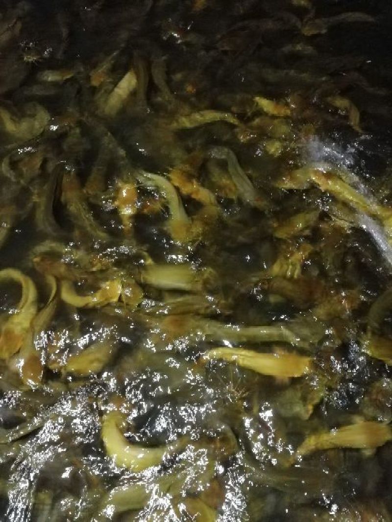 土鲶鱼食用