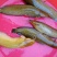 土鲶鱼食用