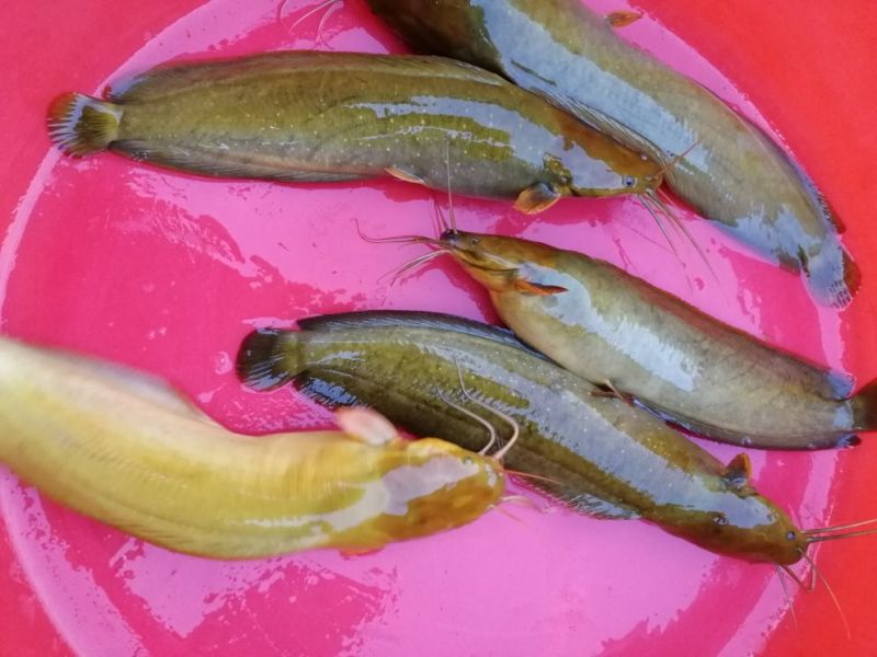 土鲶鱼食用