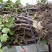 葡萄树1.1~1.5m各种规格齐全淘汰葡萄树苗大量