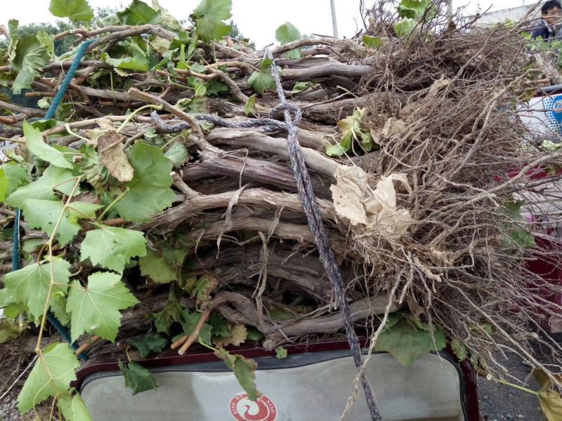 葡萄树1.1~1.5m各种规格齐全淘汰葡萄树苗大量