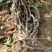 葡萄树1.1~1.5m各种规格齐全淘汰葡萄树苗大量
