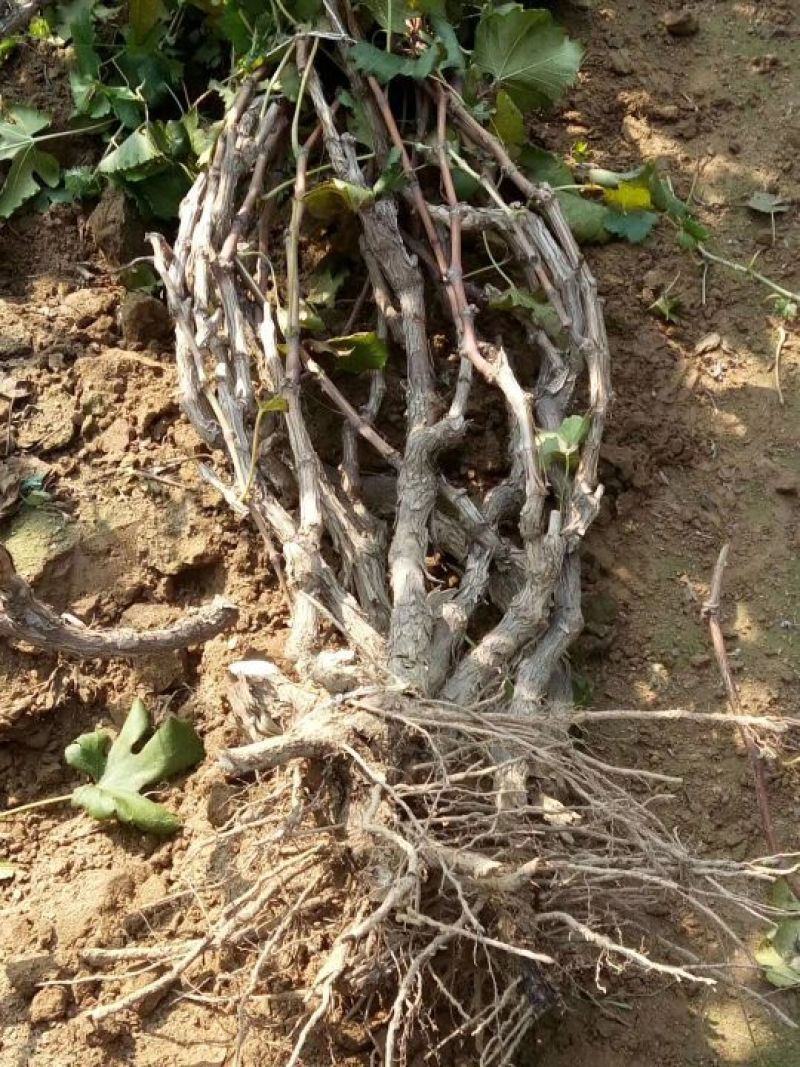 葡萄树1.1~1.5m各种规格齐全淘汰葡萄树苗大量