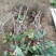 葡萄树1.1~1.5m各种规格齐全淘汰葡萄树苗大量