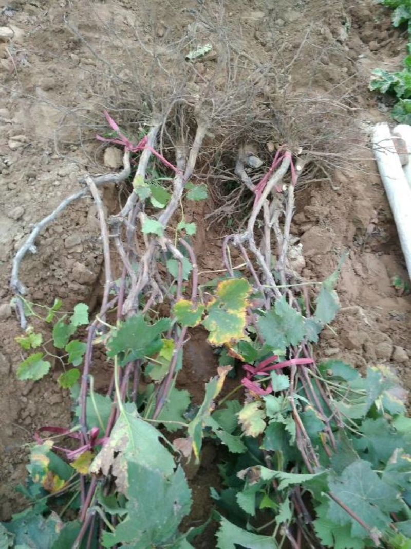 葡萄树1.1~1.5m各种规格齐全淘汰葡萄树苗大量