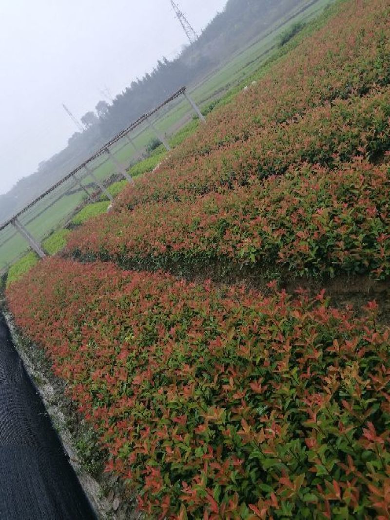 红叶石楠苗40~50cm……………………