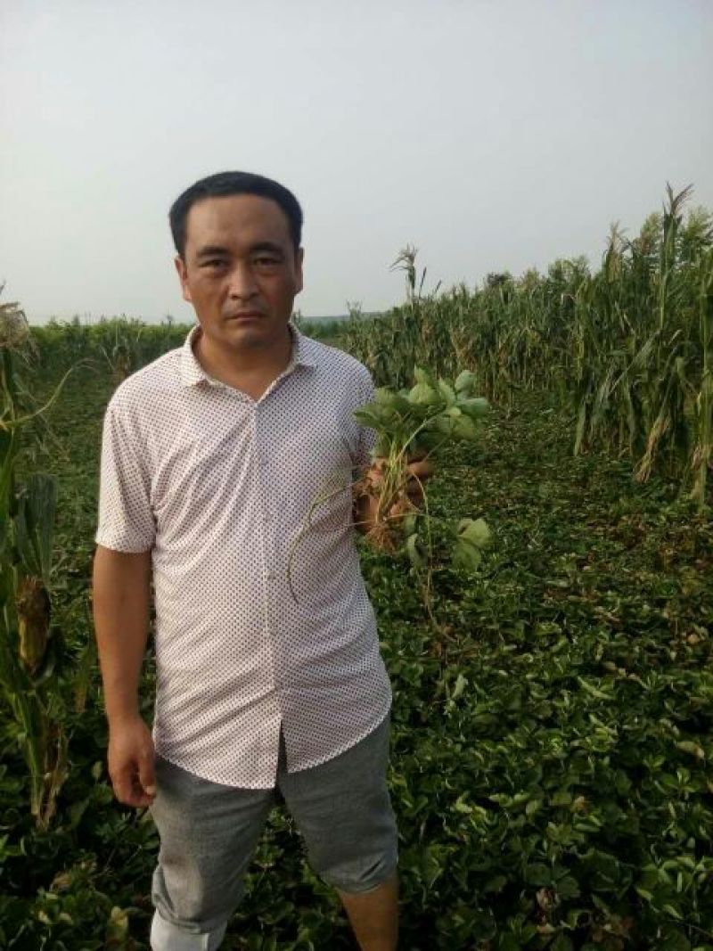 全明星草莓苗陆地栽培也叫铁果草莓苗深加工品种速冻切丁