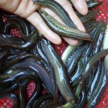 台湾泥鳅食用人工养殖15~20cm