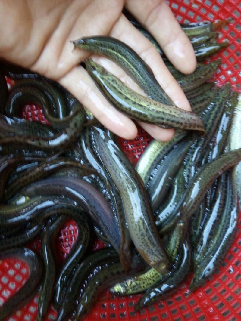 台湾泥鳅食用人工养殖15~20cm