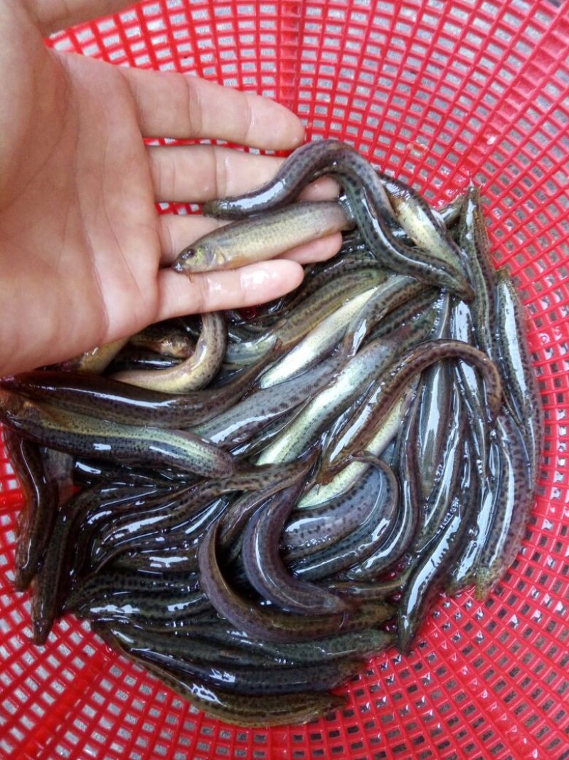 台湾泥鳅食用人工养殖15~20cm