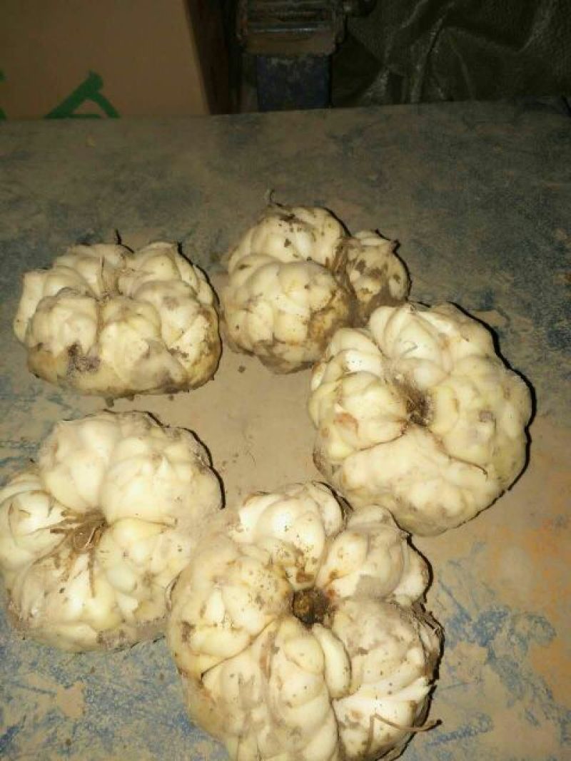 龙山百合四头药食两用