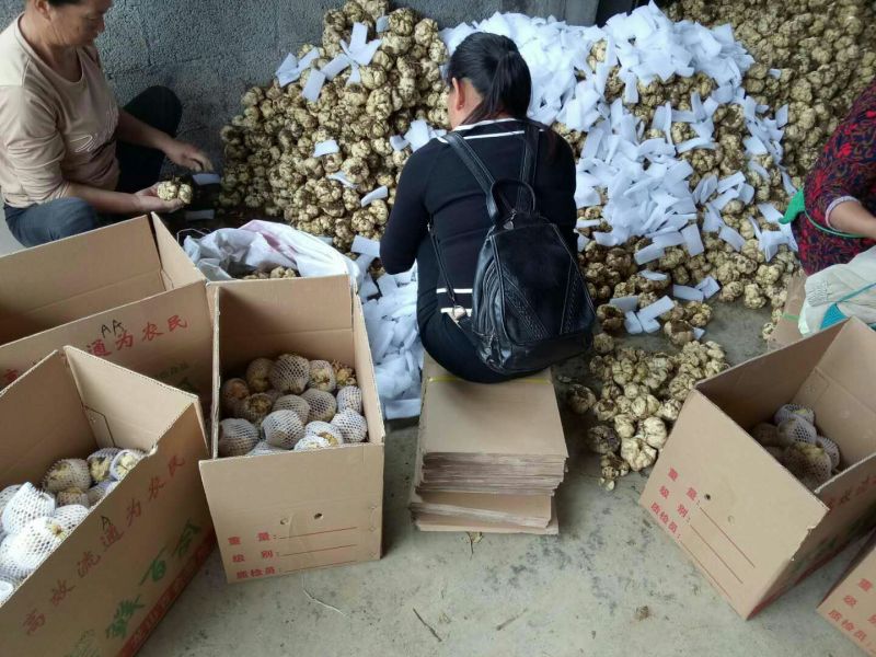 龙山百合四头药食两用