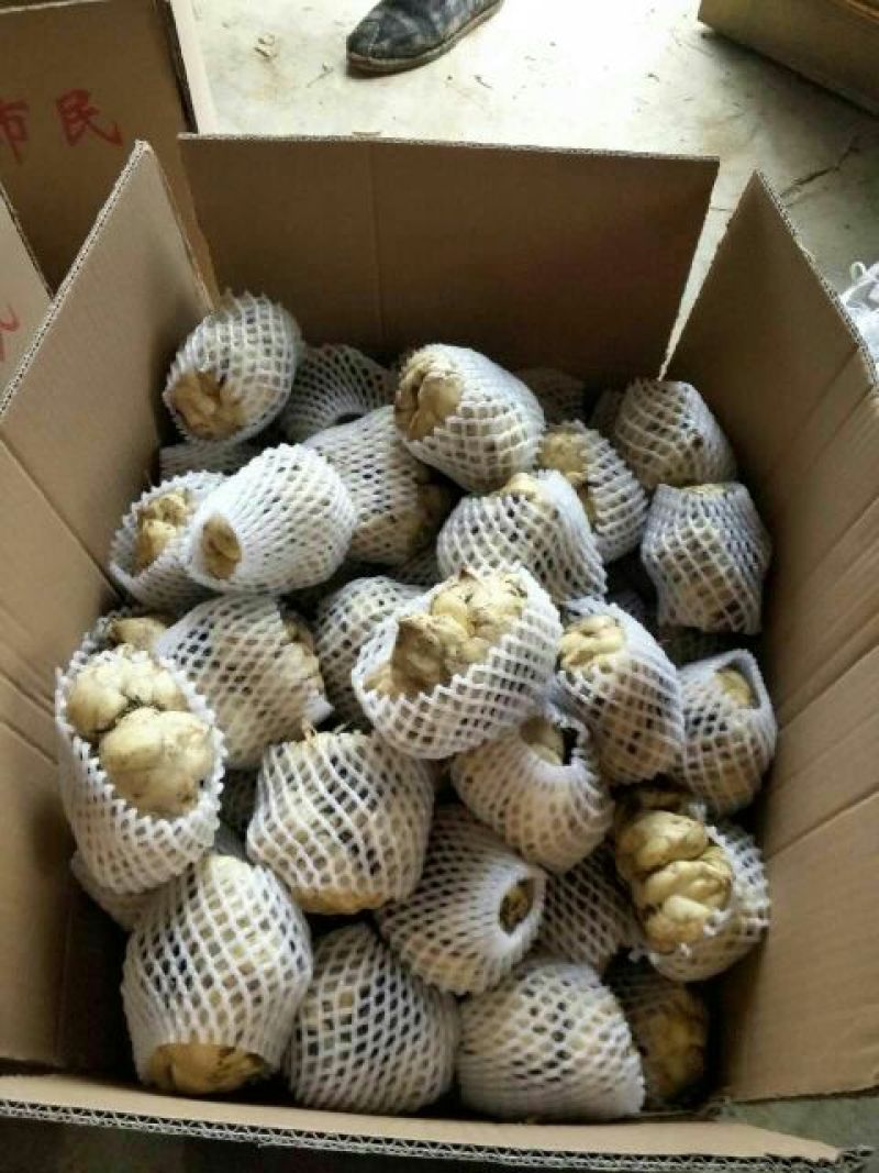 龙山百合四头药食两用