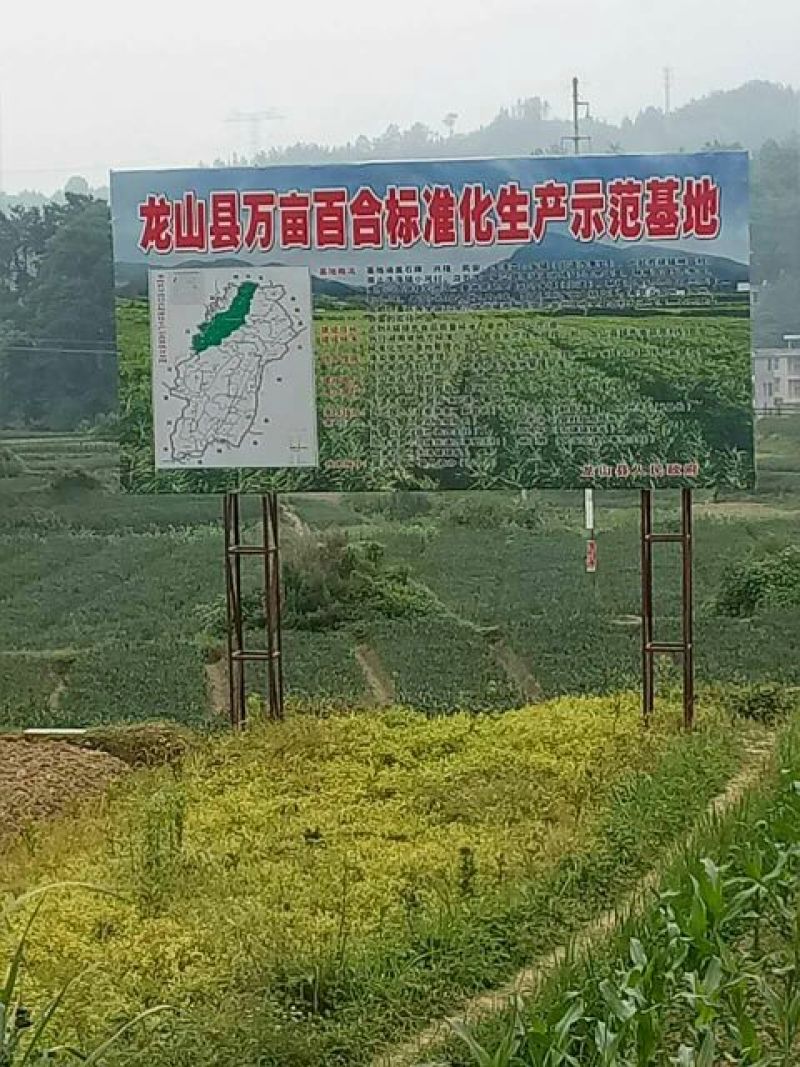 龙山百合四头药食两用