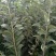板栗树苗大红袍板栗苗1年苗到5年苗欢迎选购