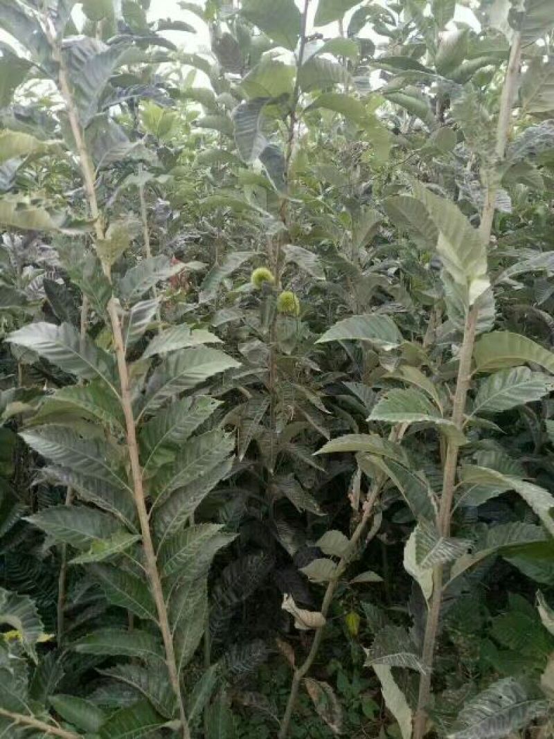 板栗树苗大红袍板栗苗1年苗到5年苗欢迎选购