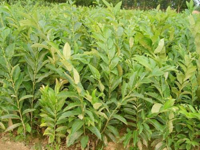 板栗树苗大红袍板栗苗1年苗到5年苗欢迎选购