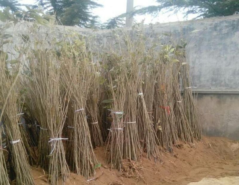 嫁接板栗苗果树苗大红袍板栗树苗庭院盆栽南方北方种植