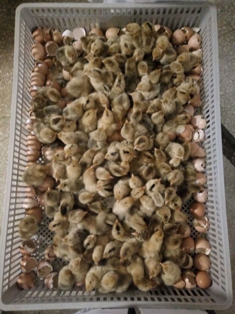 青脚土鸡苗35~45克出壳苗雌
