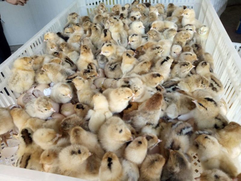 青脚土鸡苗35~45克出壳苗雌