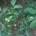 薄皮核桃接穗2~3年50~100cm