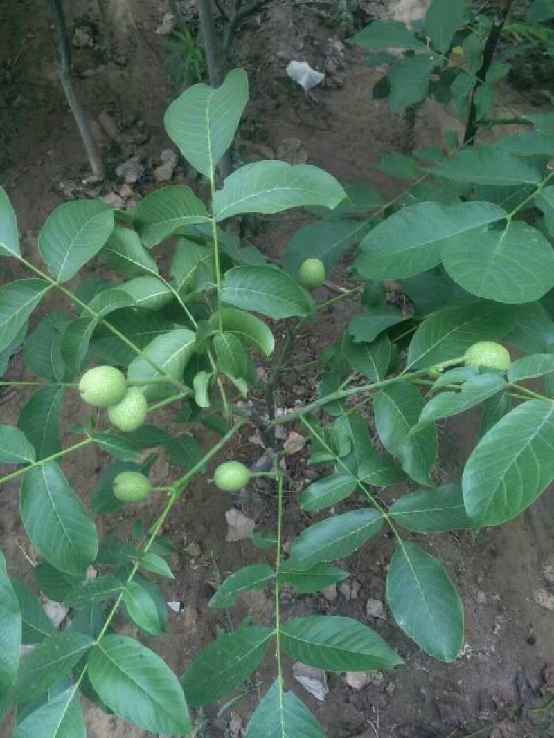 薄皮核桃接穗2~3年50~100cm