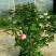 月季花爬藤欧月大花浓香玫瑰四季盆栽藤本蔷薇爬藤庭院花卉