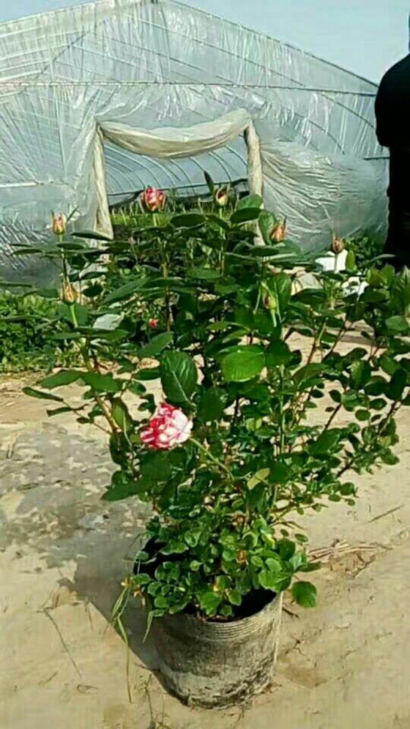 月季花爬藤欧月大花浓香玫瑰四季盆栽藤本蔷薇爬藤庭院花卉