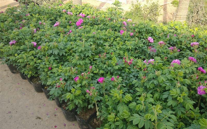 食用玫瑰苗玫瑰花苗大马士革当年开花庭院花卉盆栽可食用可
