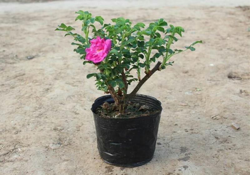 食用玫瑰苗玫瑰花苗大马士革当年开花庭院花卉盆栽可食用可